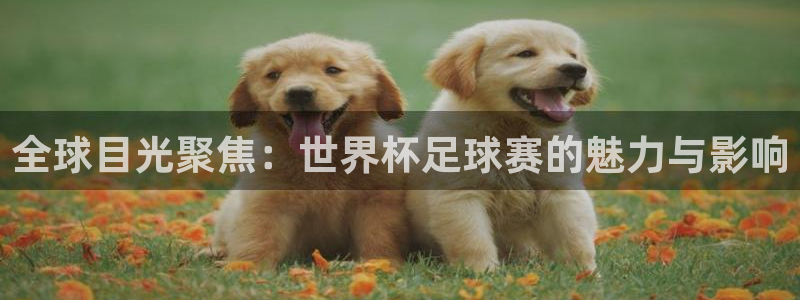 世界杯直播：全球目光聚焦：世界杯足球赛的魅力与影响